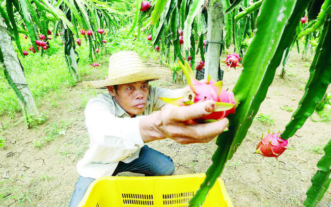 Campuchia lại đầu tư cực mạnh vì Trung Quốc: Nông sản quý của Việt Nam bị đổ cho bò ăn