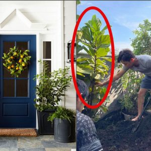 Gia đình doanh nhân Cường Đô La cũng sắm 1 cây để trong nhà: 4 loài cây phong thủy nên trồng trước cửa, vừa tăng vận may cho gia chủ lại thanh lọc không khí