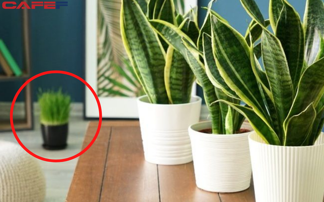 Phạm phải những điều ĐẠI KỴ sau, không sớm thì muộn, sức khỏe xuống dốc, bệnh tật đầy người: Trong nhà có người đau ốm liên miên, rất có thể phong thủy có vấn đề Phạm phải những điều ĐẠI KỴ sau, không sớm thì muộn, sức khỏe xuống dốc, bệnh tật đầy người: Trong nhà có người đau ốm liên miên, rất có thể phong thủy có vấn đề