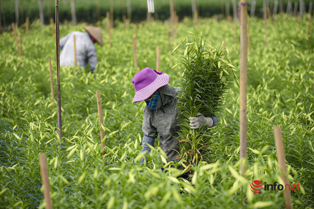 Tất bật thu hoạch hoa tháng tư trong nắng ấm