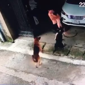 Kinh hãi clip bé gái bị hai con chó tấn công, người bố liều mạng giằng co với thú dữ