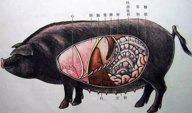 Hai bộ phận bẩn và độc bậc nhất của con lợn, dù ngon nhưng bác sĩ khuyên nên ăn ít