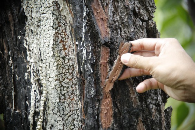 Hàng 100 cây thông ở Quảng Nam bị kẻ xấu khoan lỗ, đổ hóa chất đầu độc