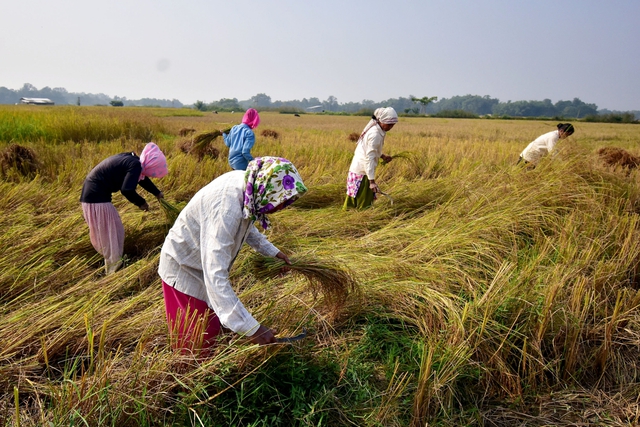 Một triệu tấn gạo ùn ứ tại các cảng của Ấn Độ sau quyết định cấm xuất khẩu