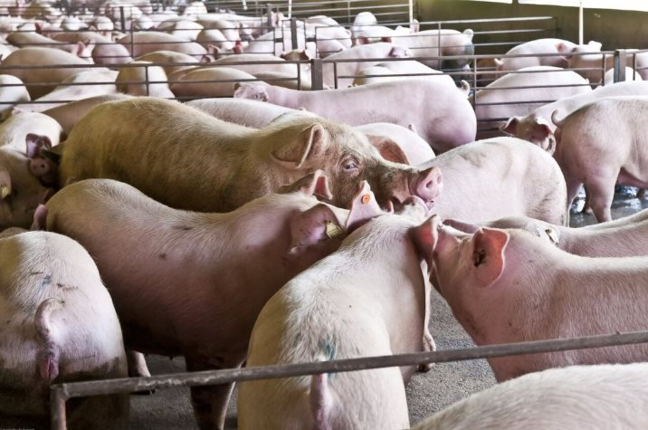 Người nuôi lợn hoảng loạn bán tháo khi giá tại Trung Quốc giảm